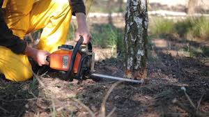 Best Tree Health Inspection  in Spring City, TN